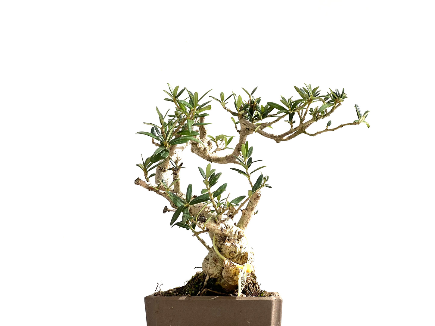Olea Europaea Sylvestris 2505