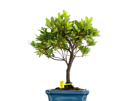 Rhododendrum Indicum 0112