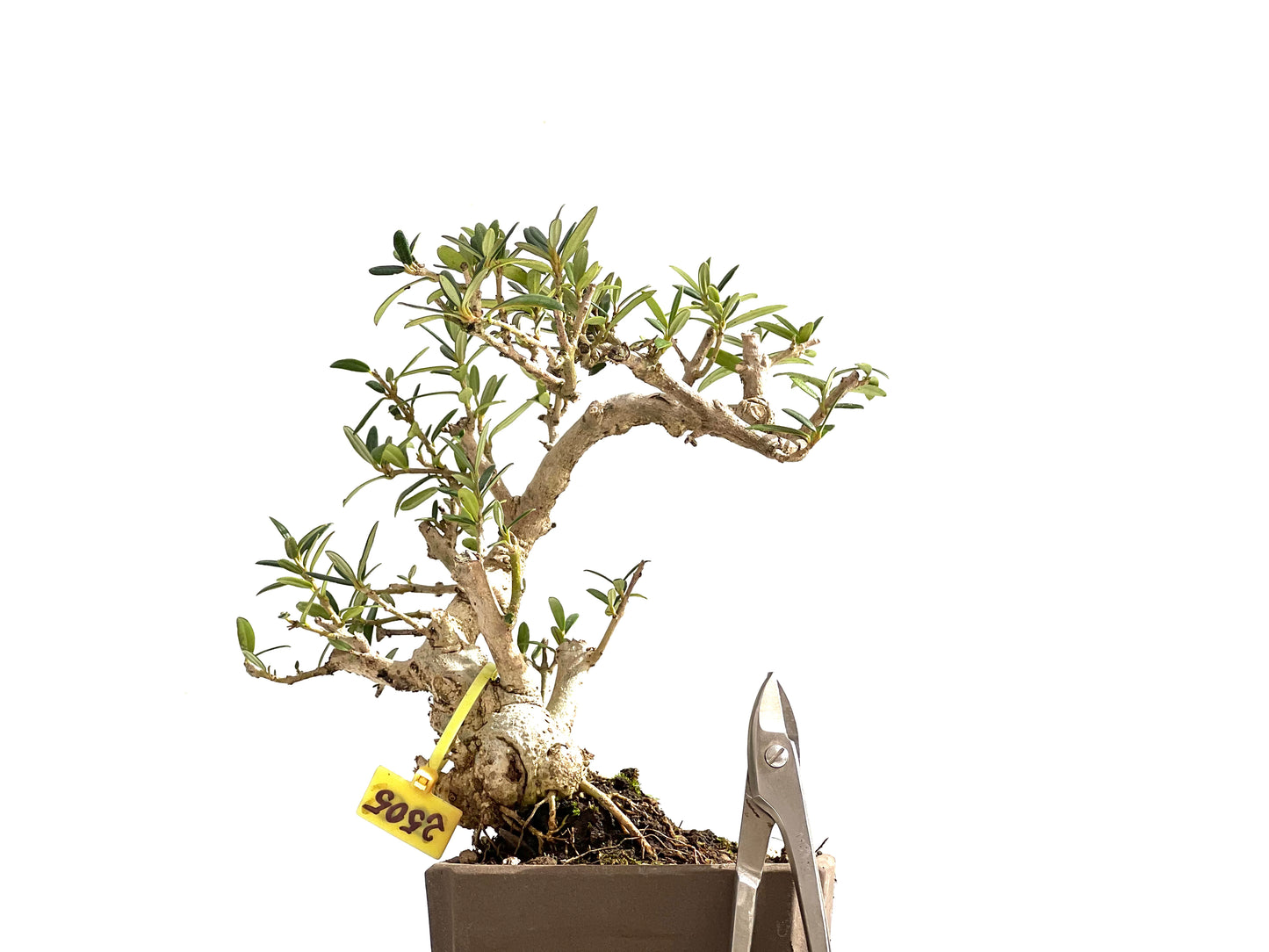 Olea Europaea Sylvestris 2505