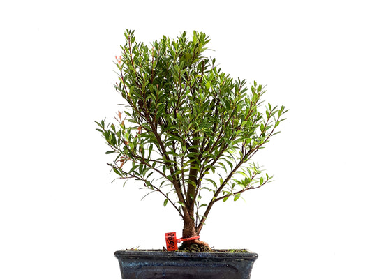 Syzigium Buxifolium 2502