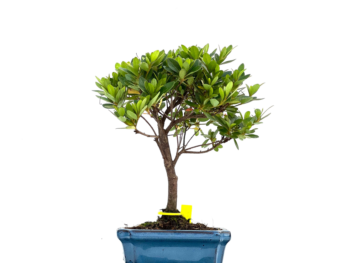 Rhododendrum Indicum 0112