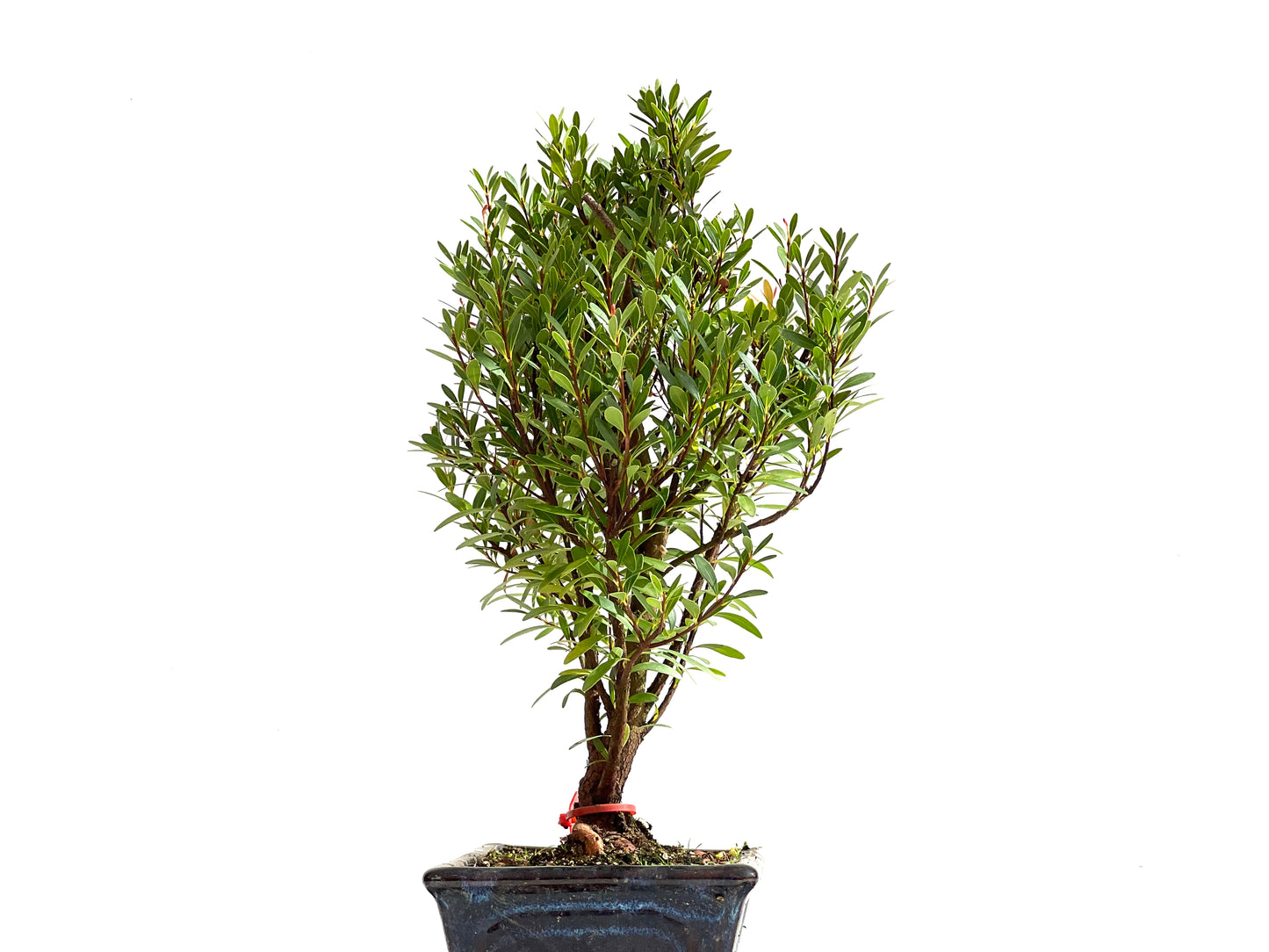 Syzigium Buxifolium 2502