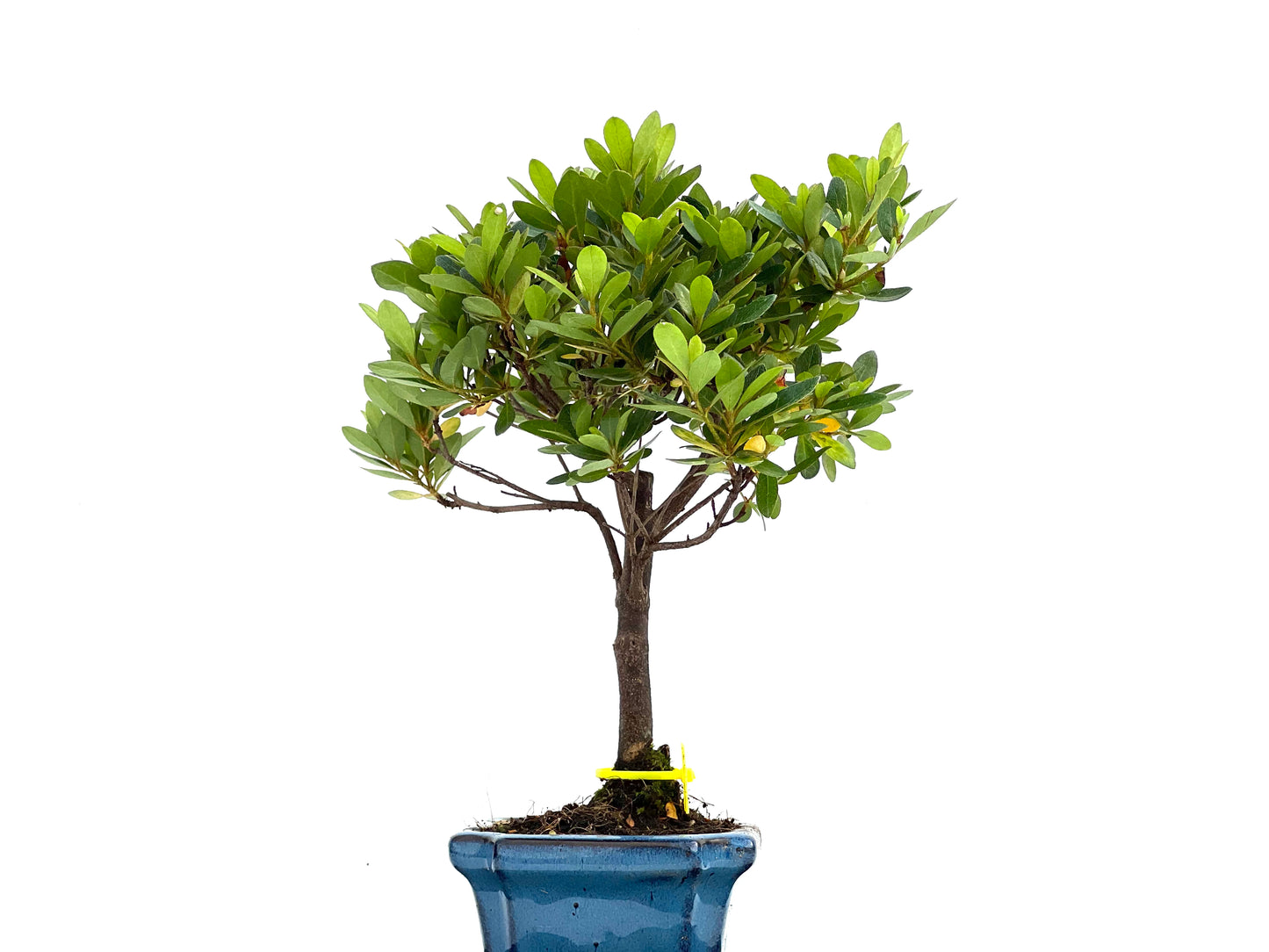 Rhododendrum Indicum 0112