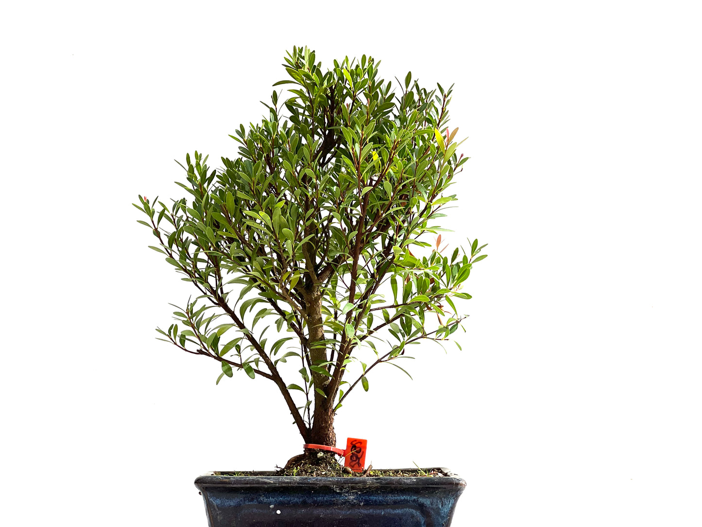 Syzigium Buxifolium 2502