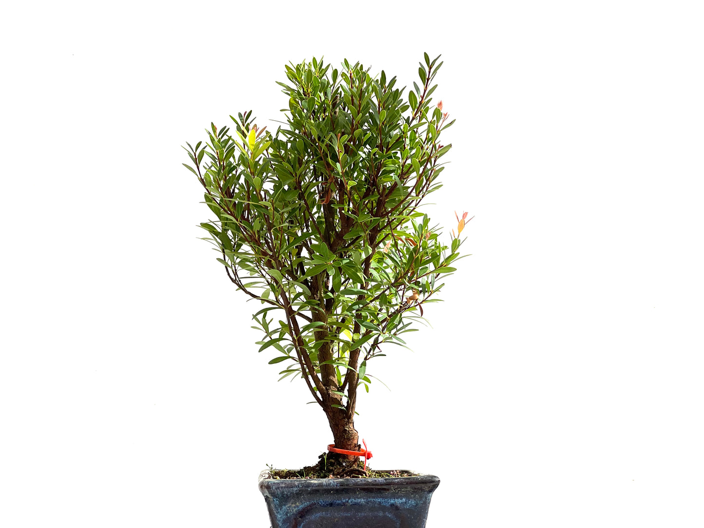 Syzigium Buxifolium 2502