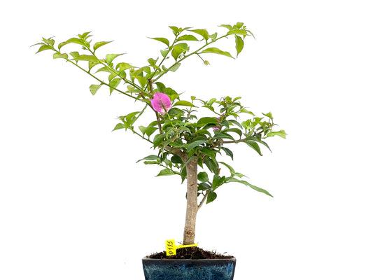 Buganvilla Glabra 0115