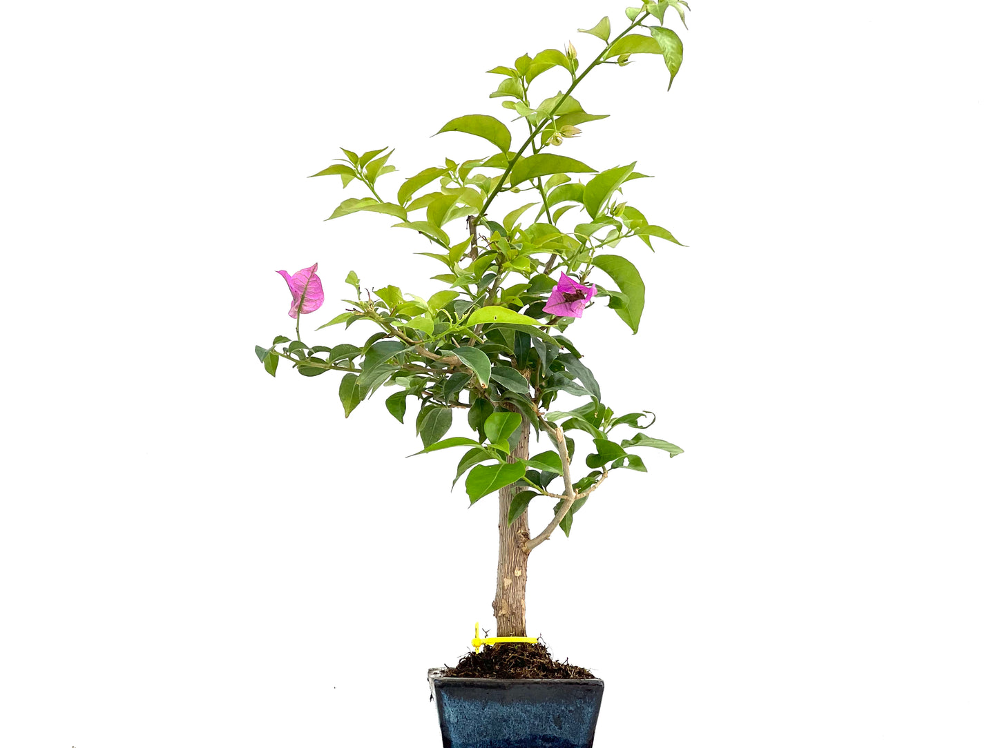 Buganvilla Glabra 0115