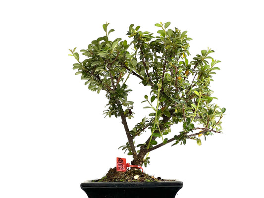 Cotoneaster Horizontalis 2500