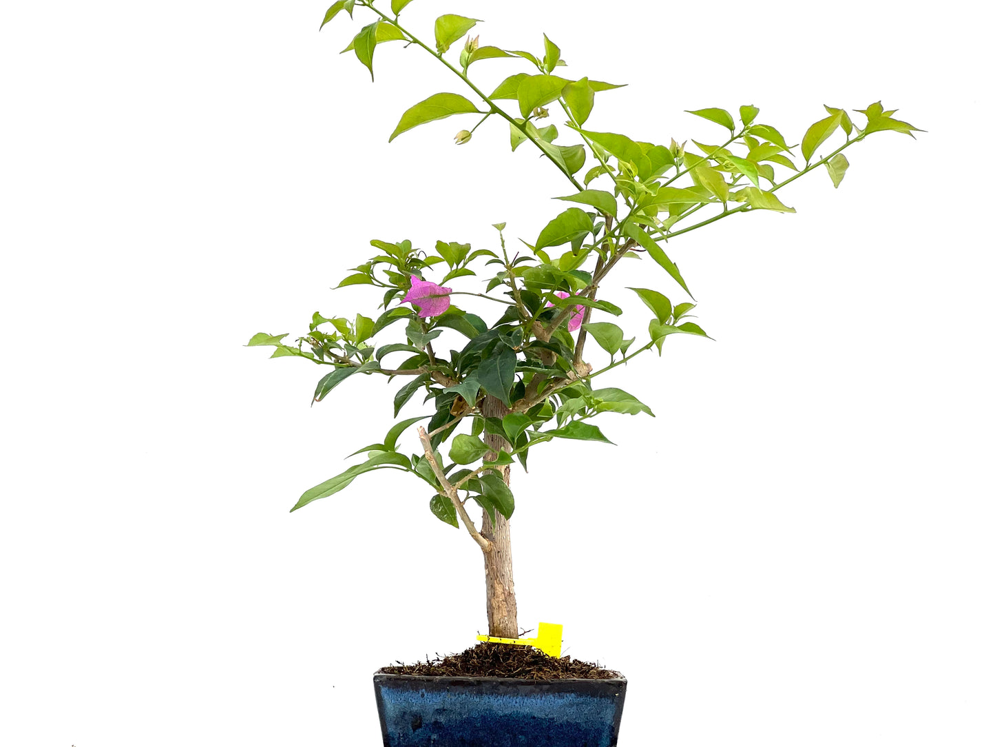 Buganvilla Glabra 0115