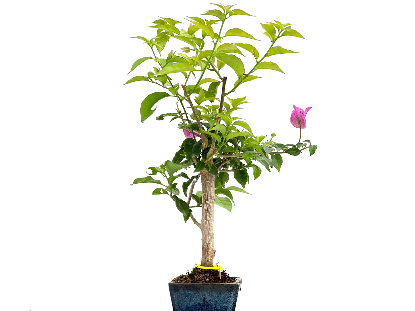 Buganvilla Glabra 0115