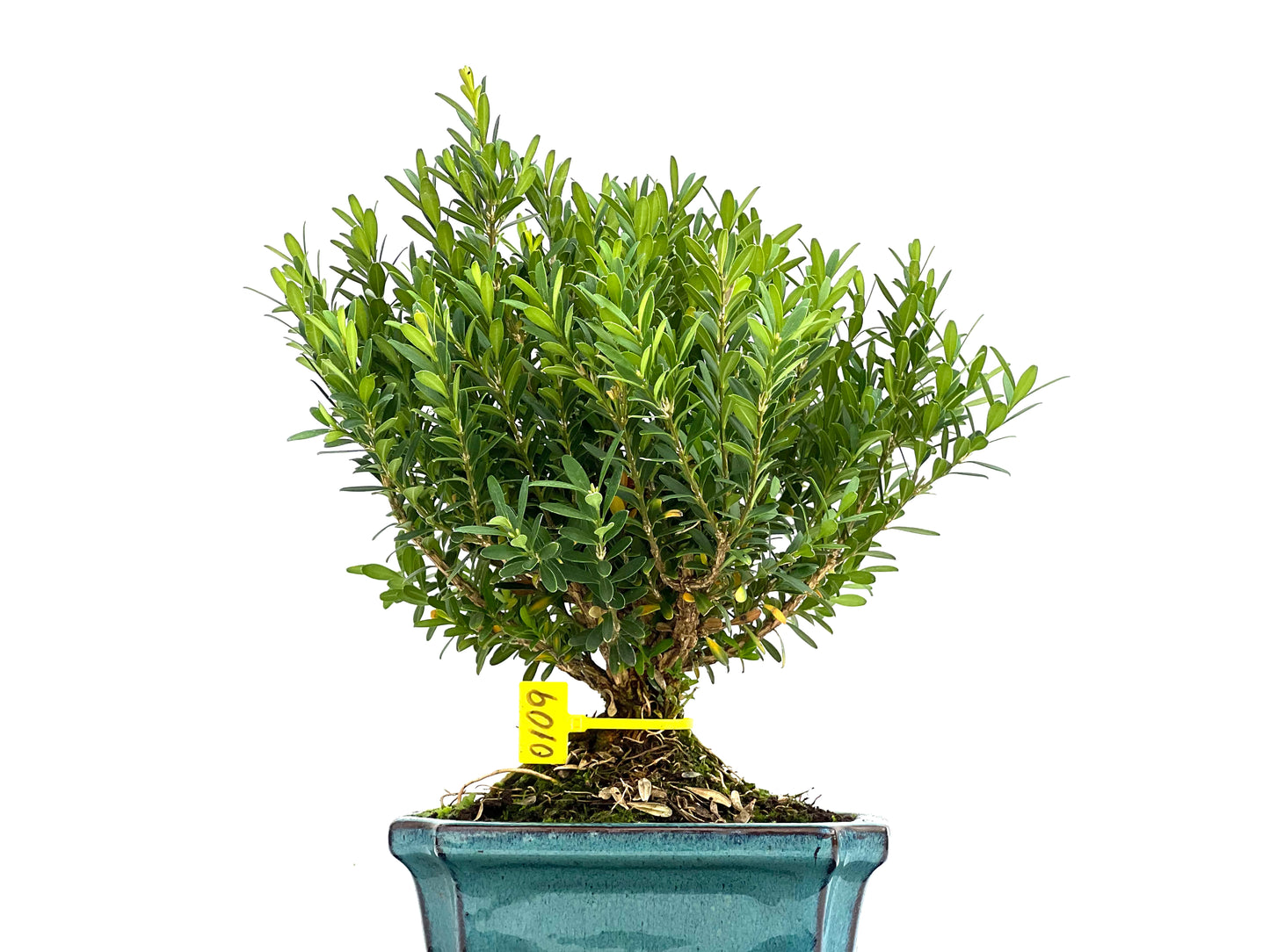 Buxus Harlandii 0109