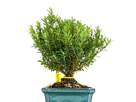 Buxus Harlandii 0109