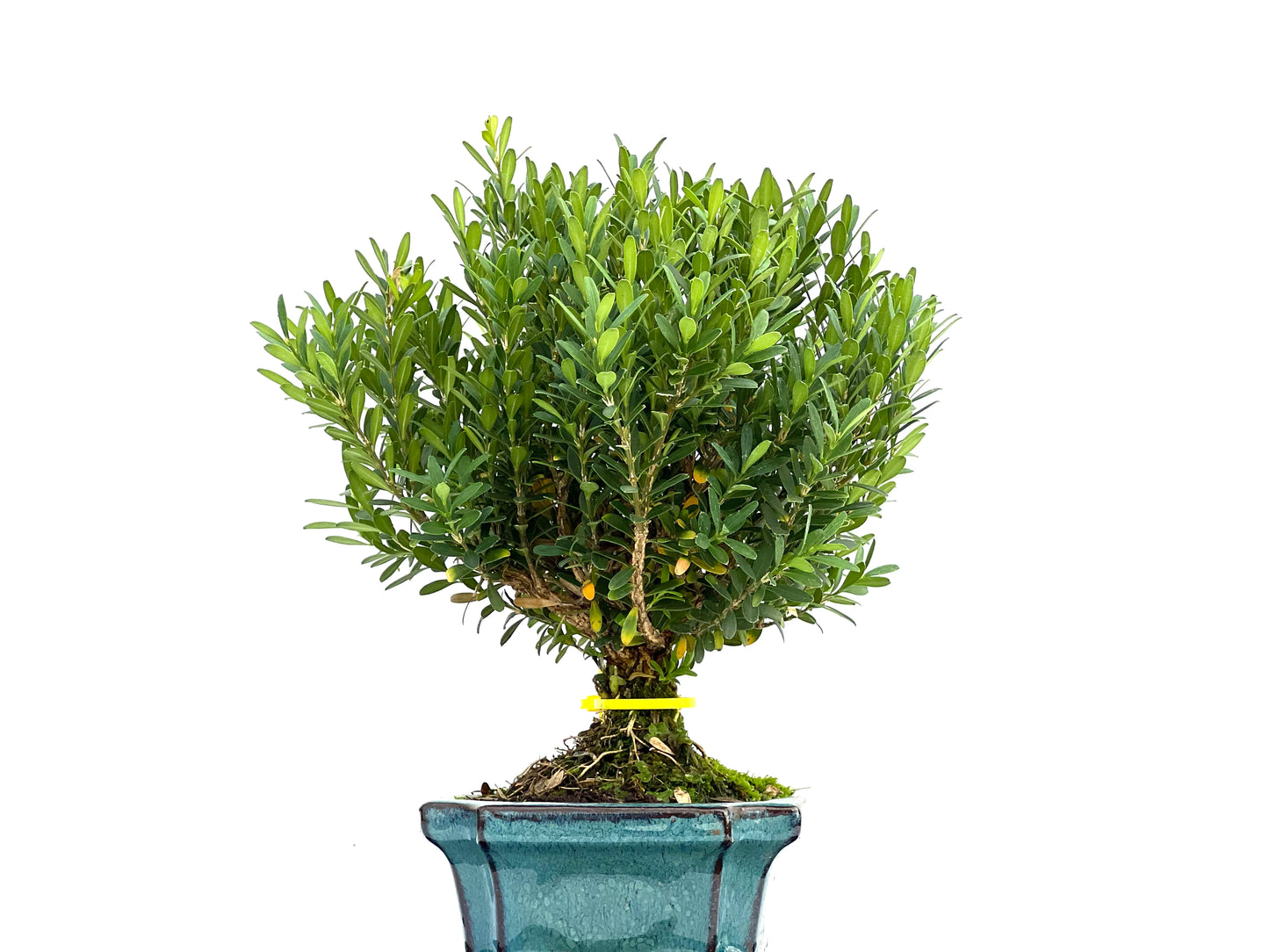 Buxus Harlandii 0109