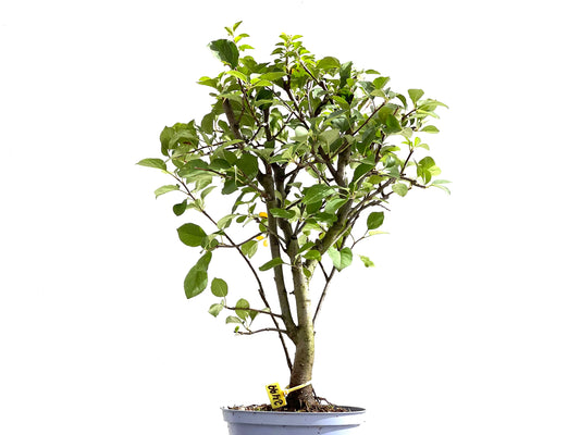 Malus Everest 2499
