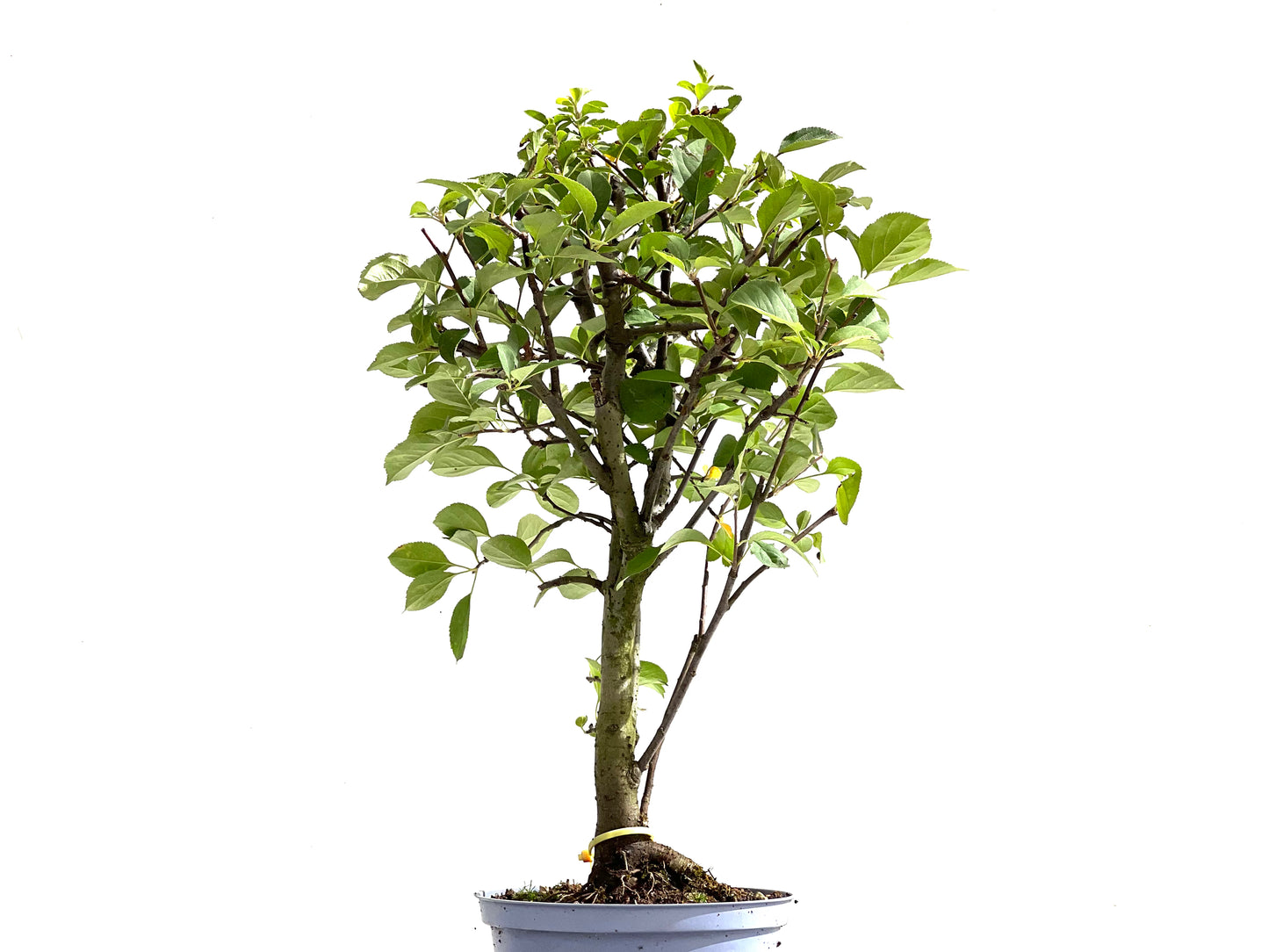 Malus Everest 2499