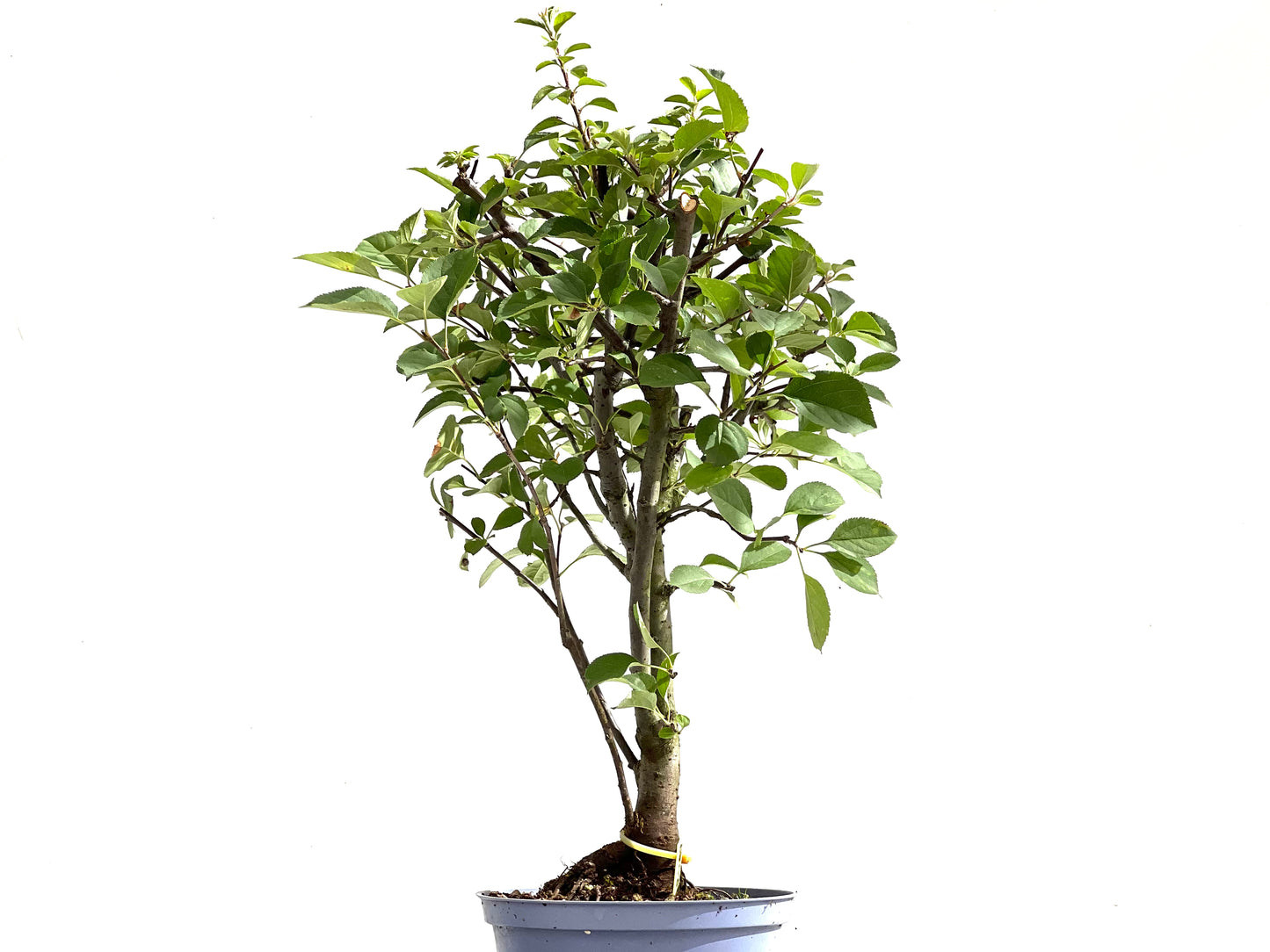 Malus Everest 2499