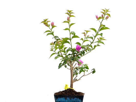 Buganvilla Glabra 0110