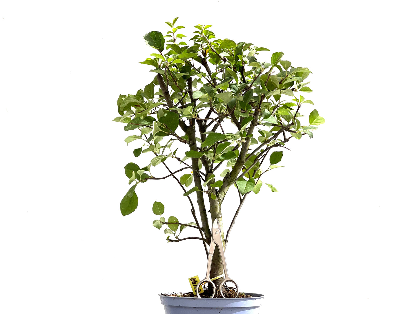 Malus Everest 2499