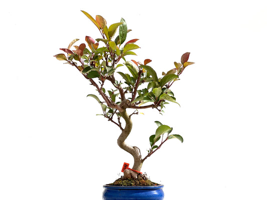 Malus Floribunda 2498