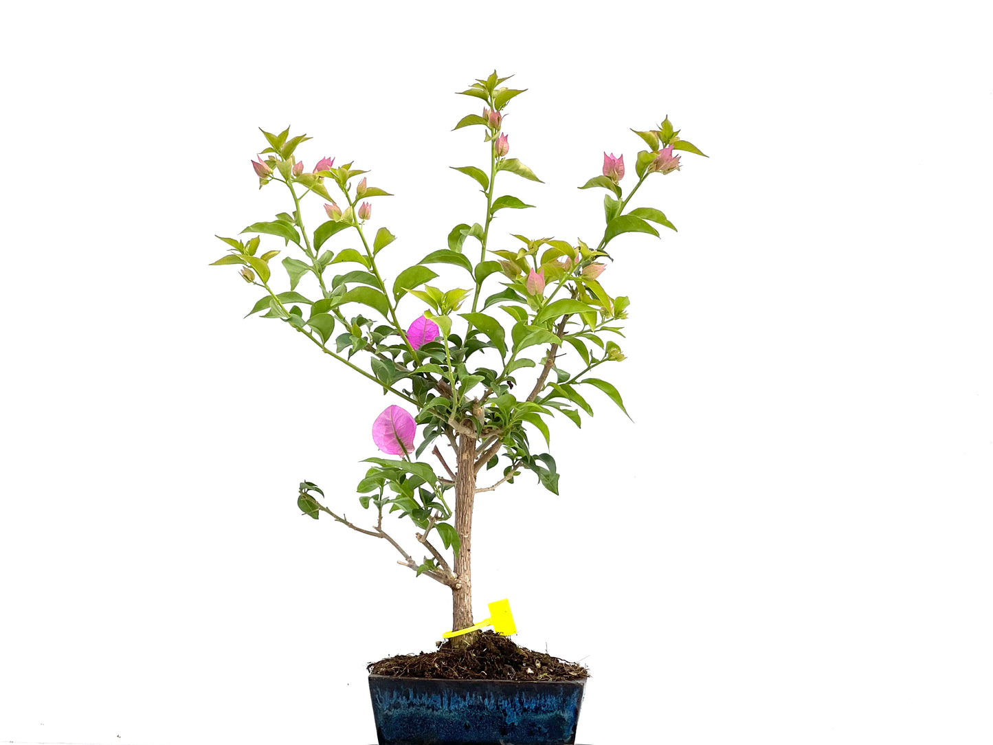 Buganvilla Glabra 0110