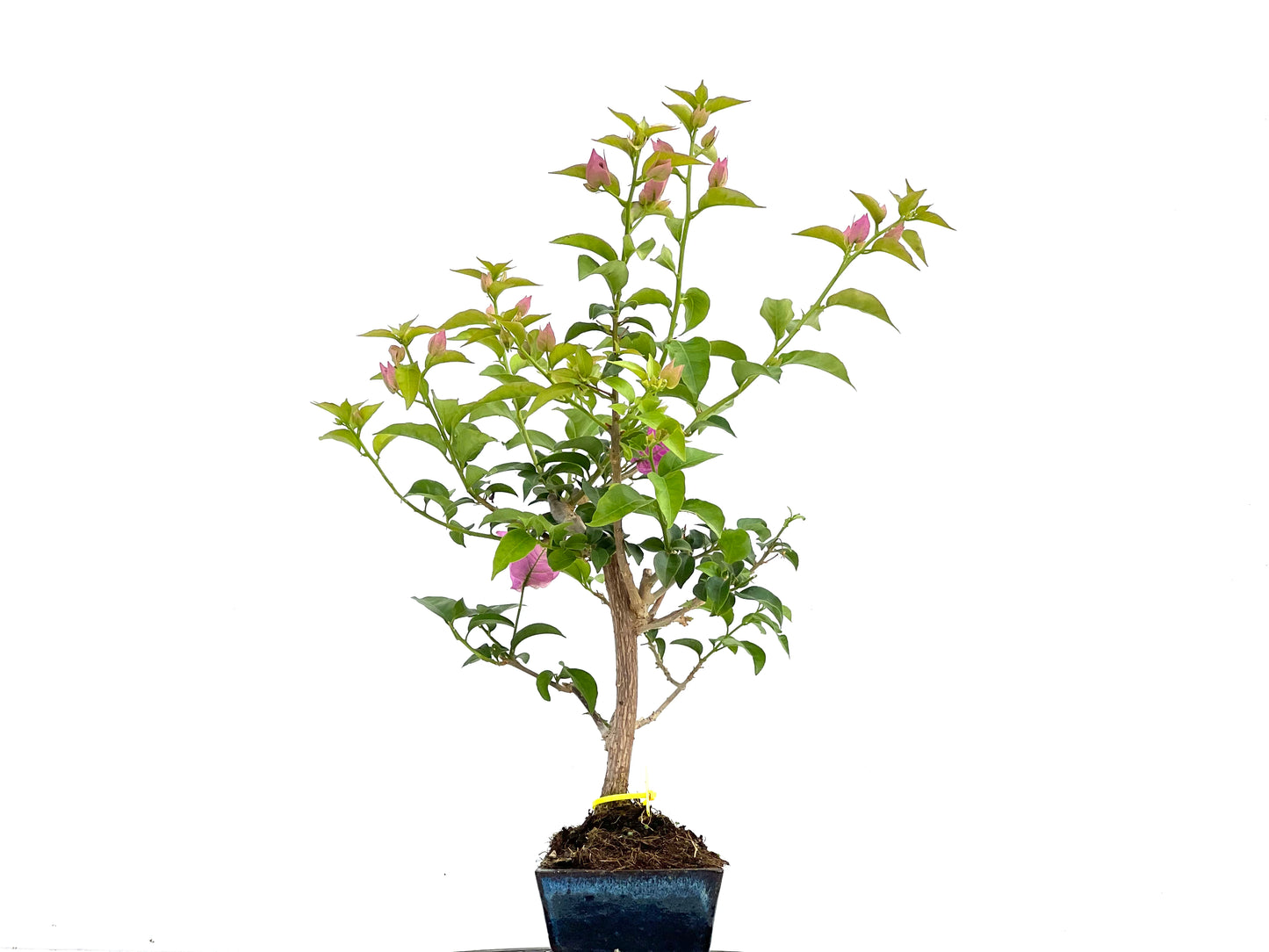 Buganvilla Glabra 0110