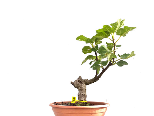 Ficus Carica 2508
