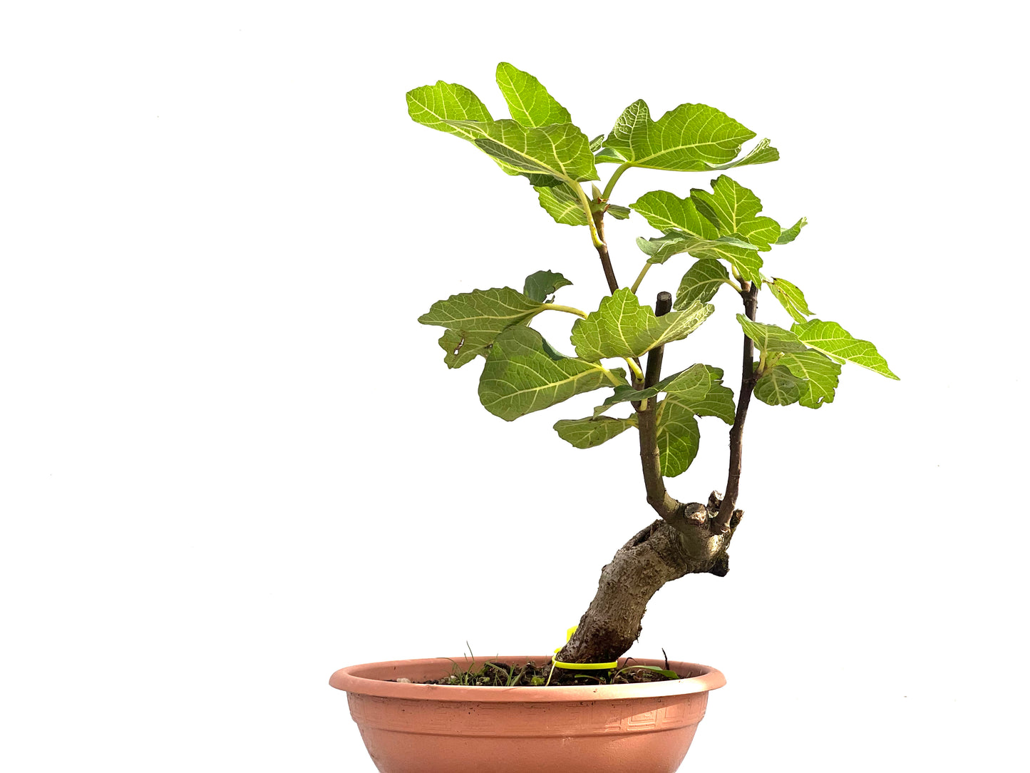 Ficus Carica 2508