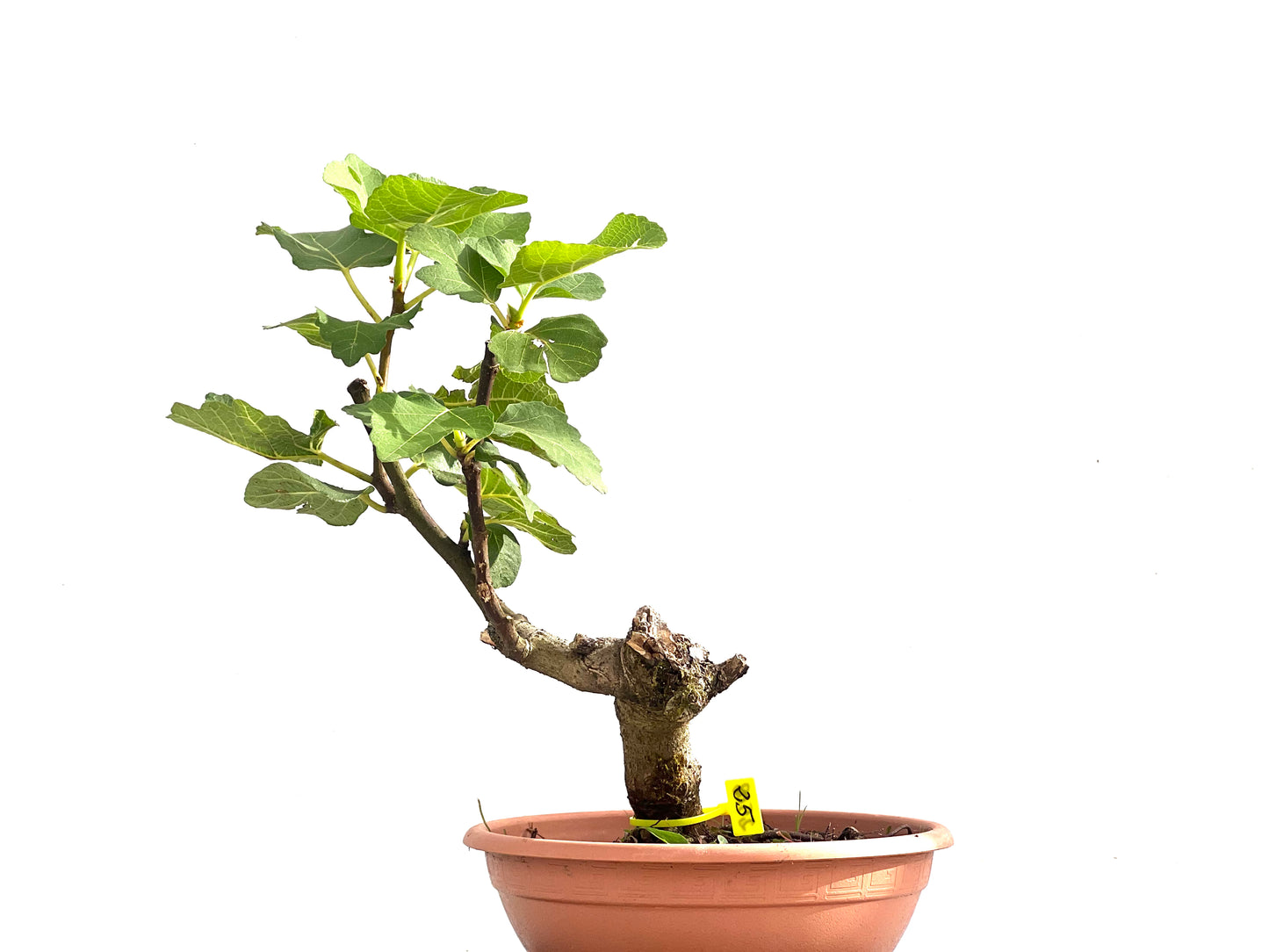Ficus Carica 2508