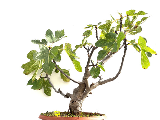 Ficus Carica 2509
