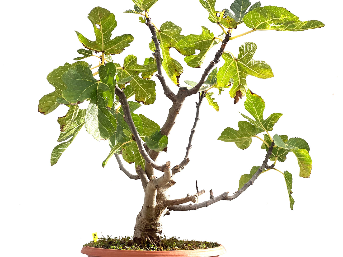 Ficus Carica 2509