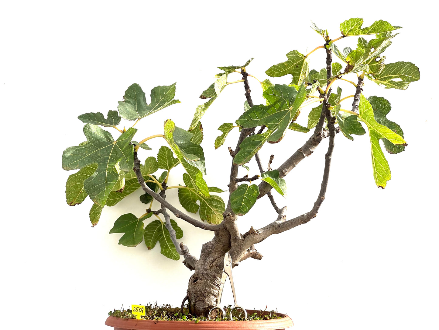 Ficus Carica 2509