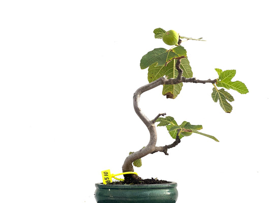 Ficus Carica 2510