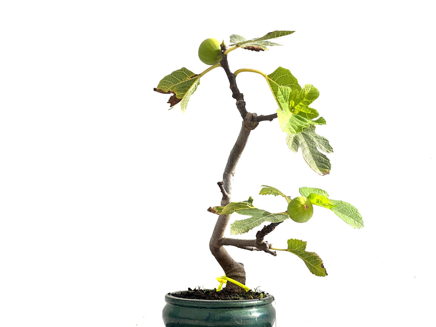 Ficus Carica 2510