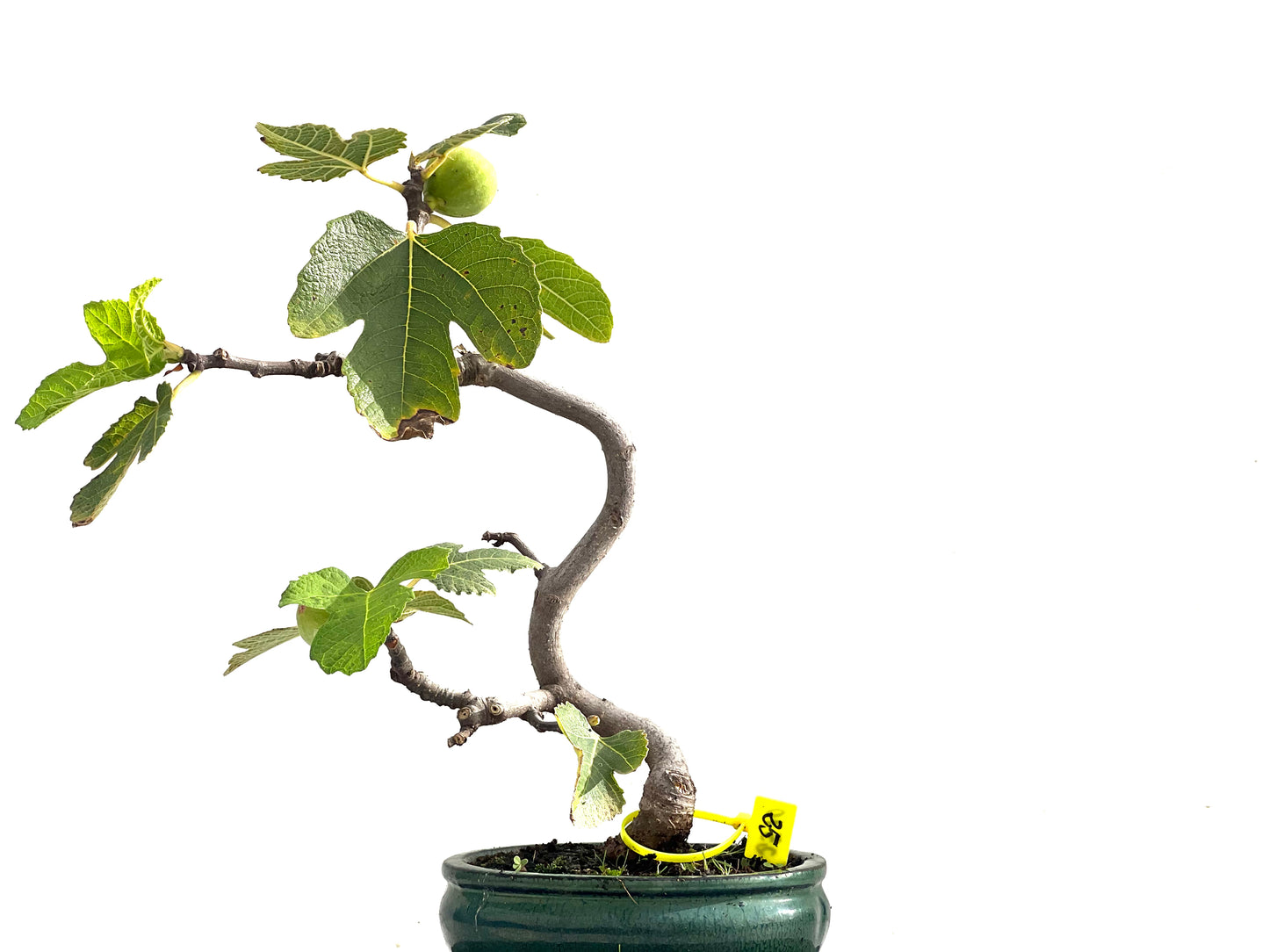 Ficus Carica 2510