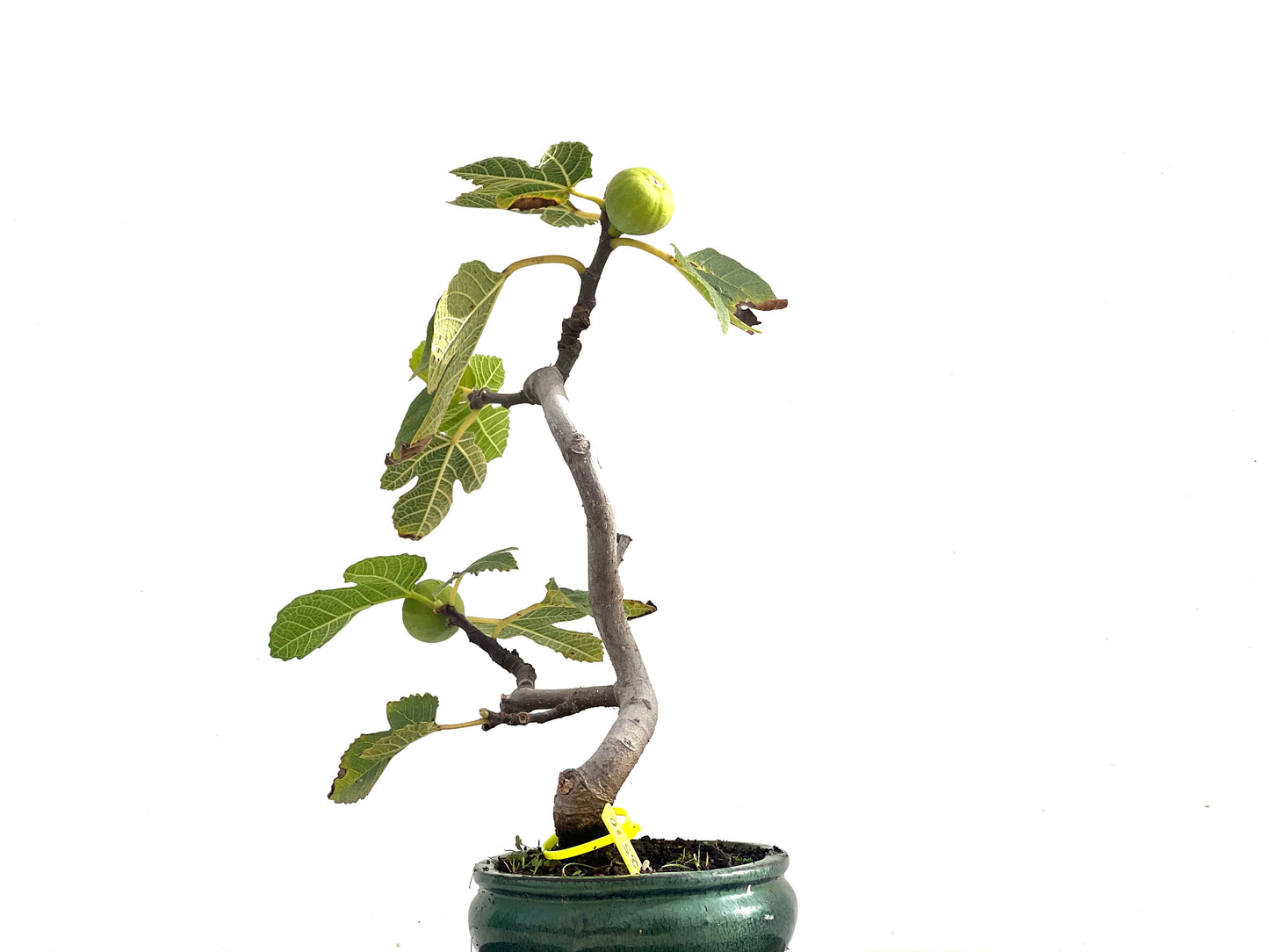 Ficus Carica 2510