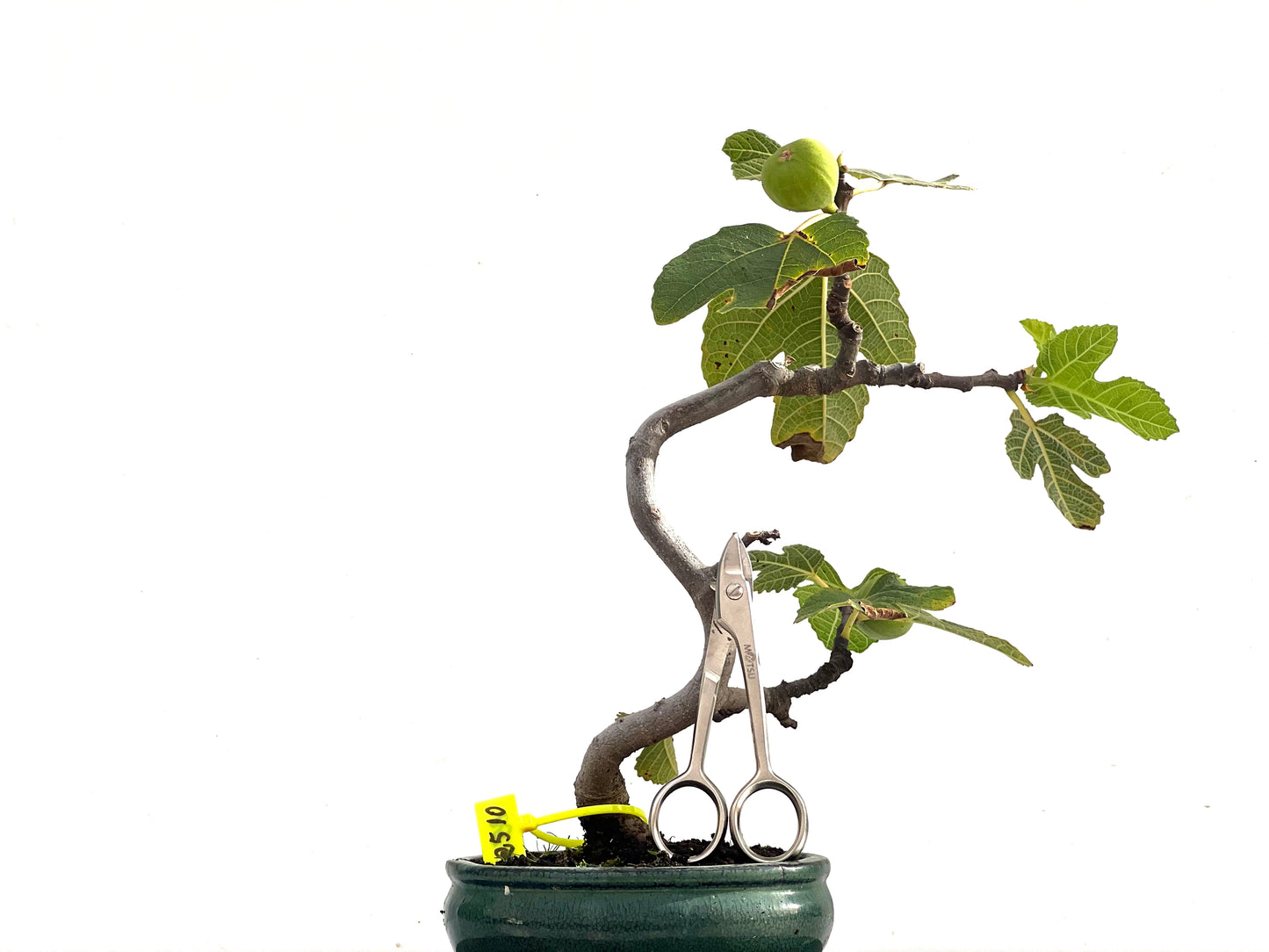 Ficus Carica 2510
