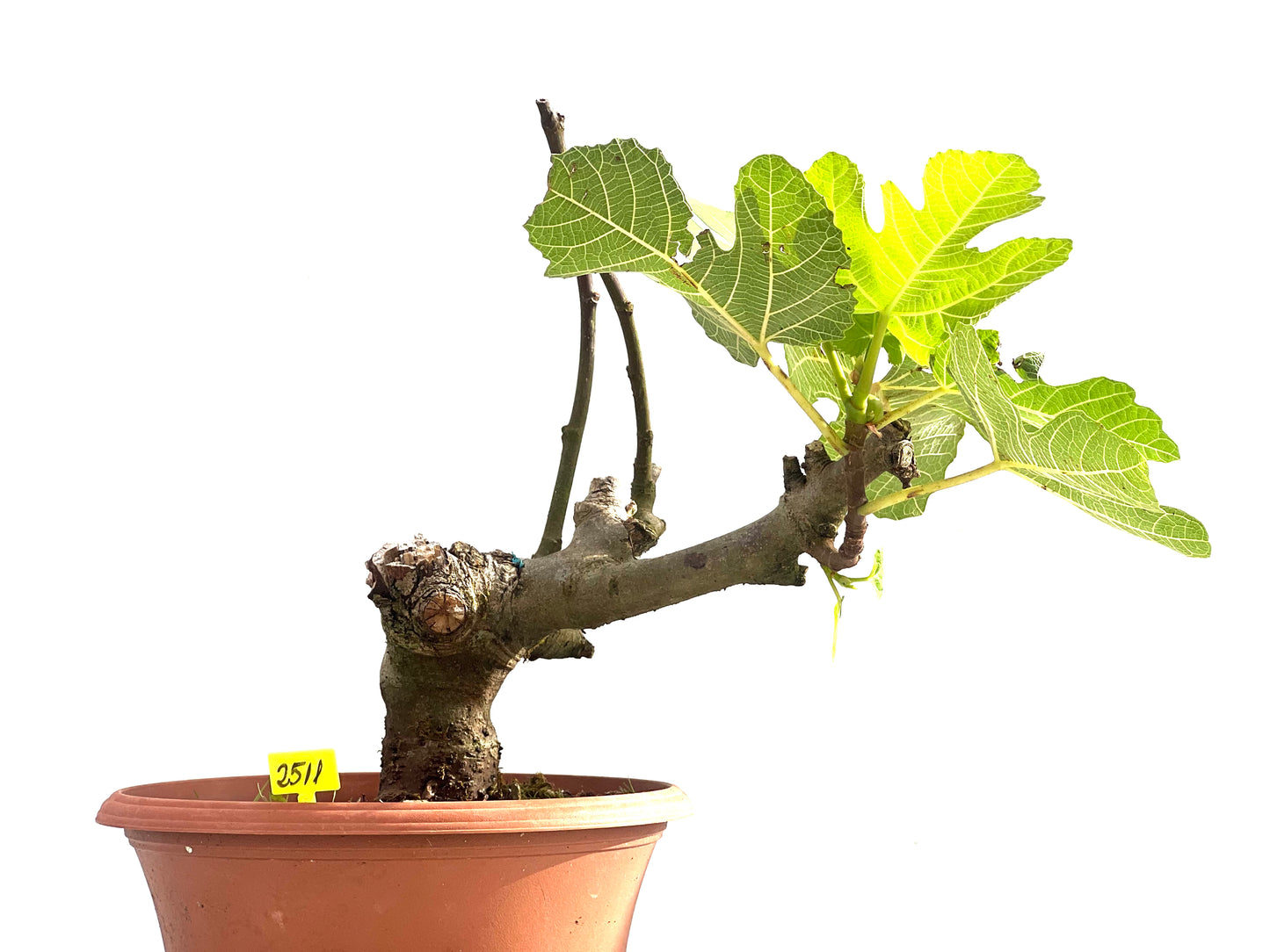 Ficus Carica 2511