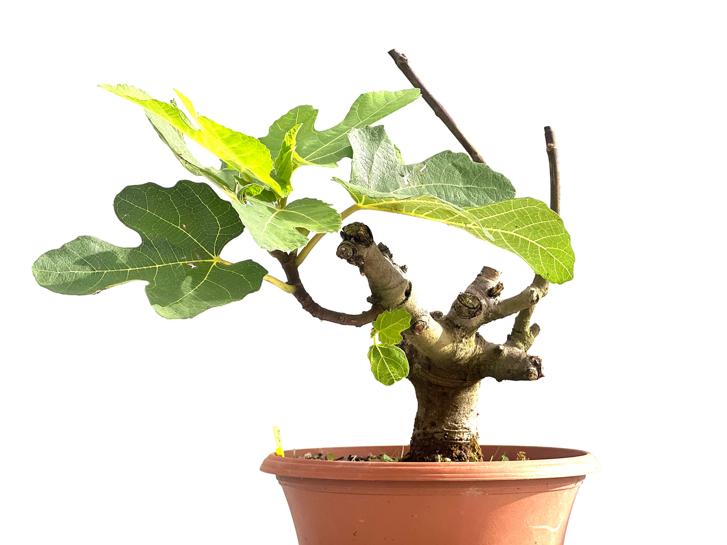 Ficus Carica 2511