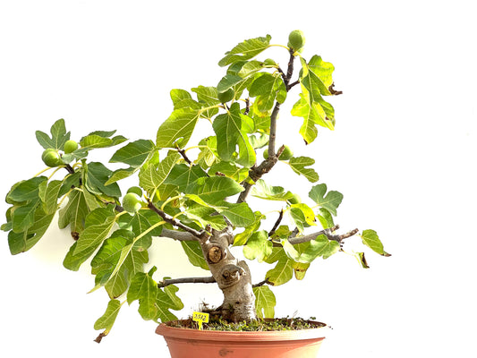 Ficus Carica 2512