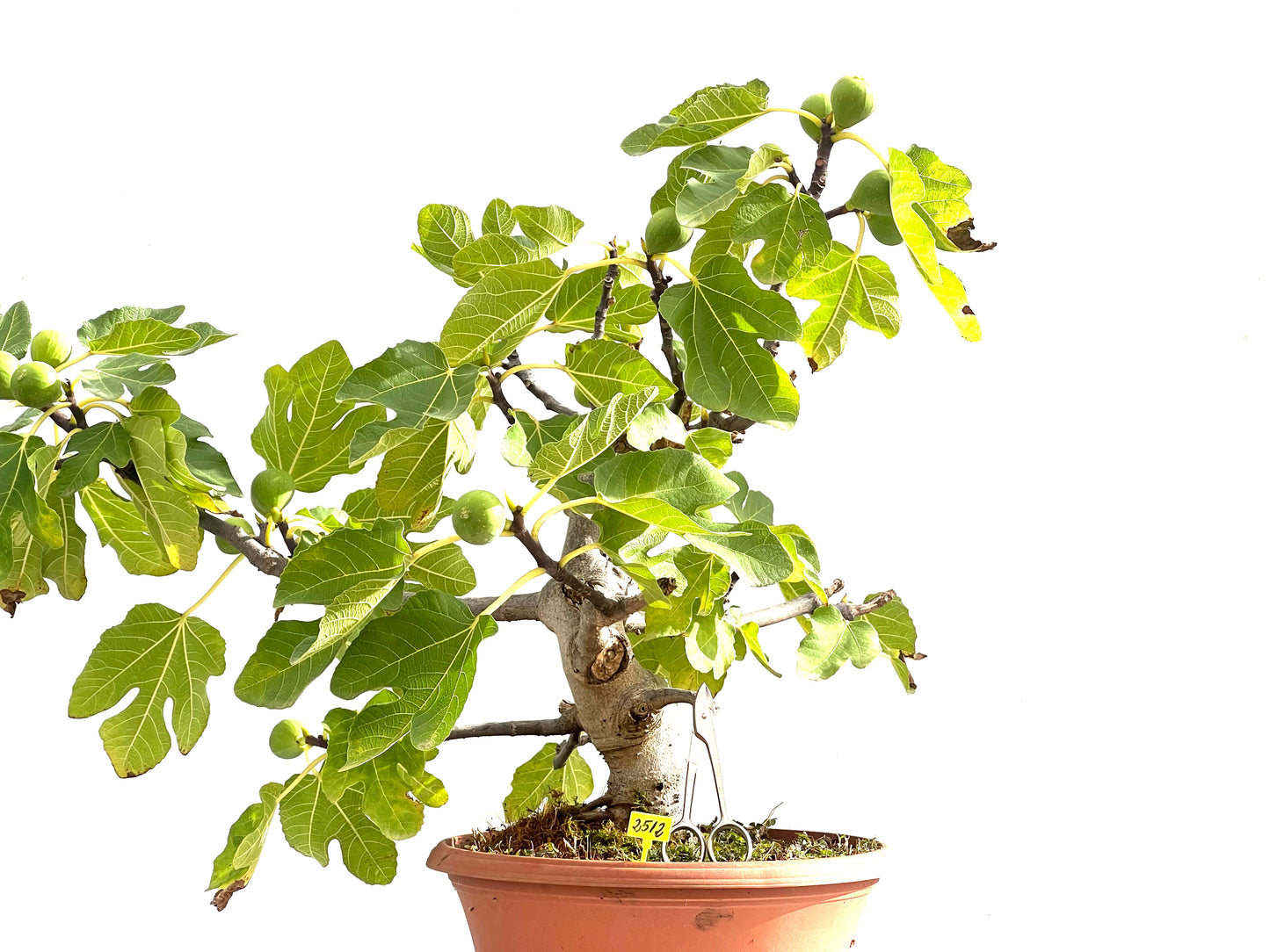 Ficus Carica 2512