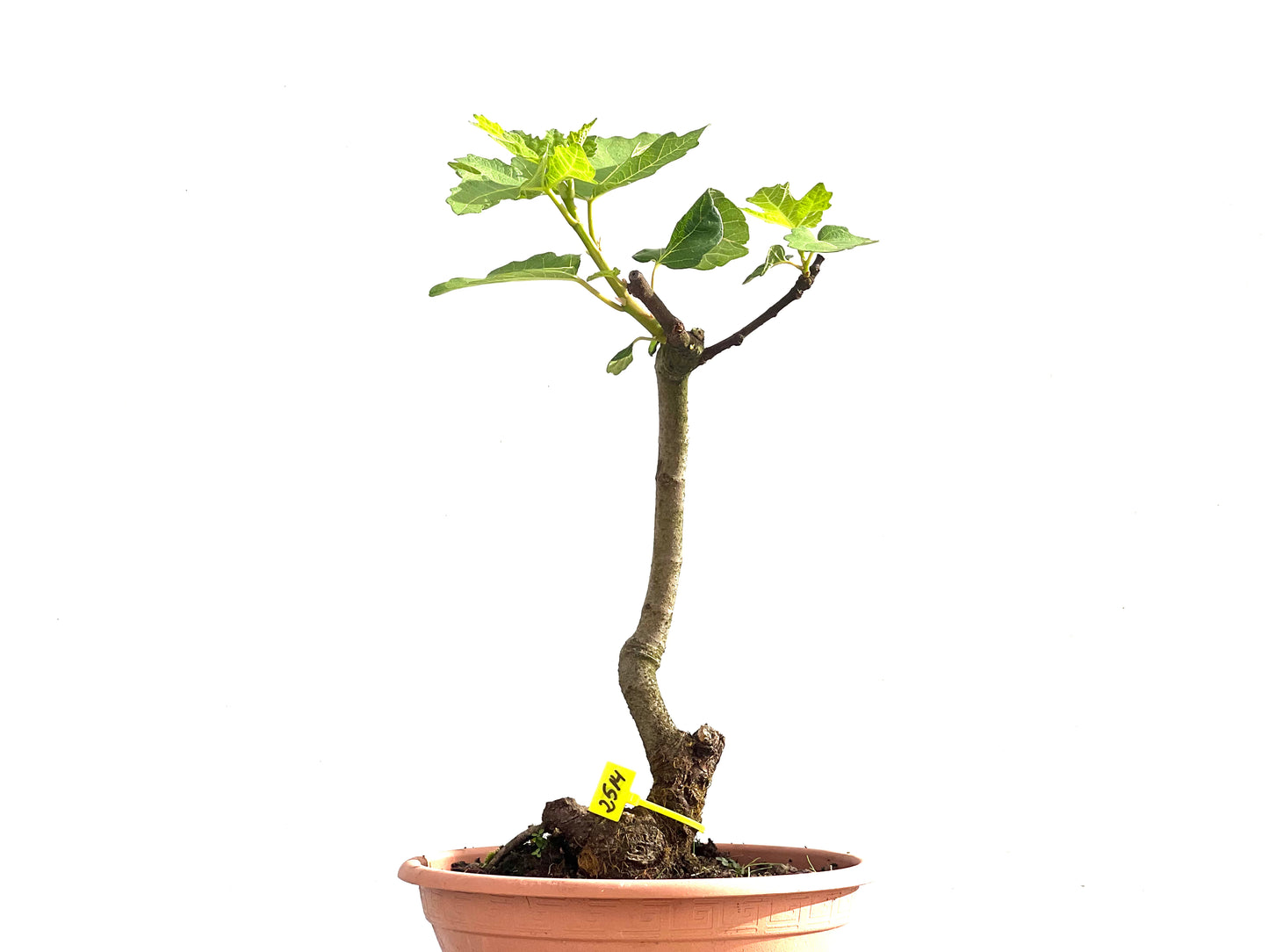 Ficus Carica 2514