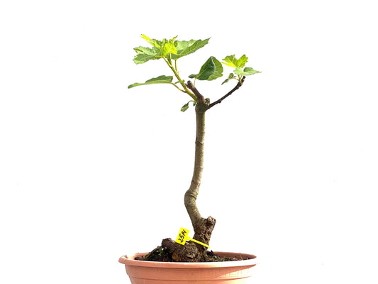 Ficus Carica 2514