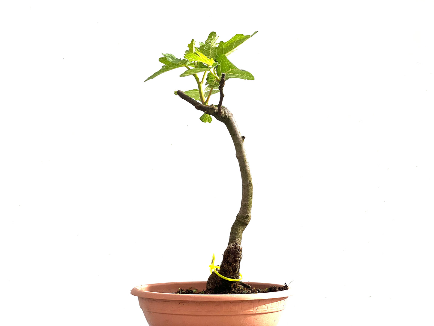 Ficus Carica 2514