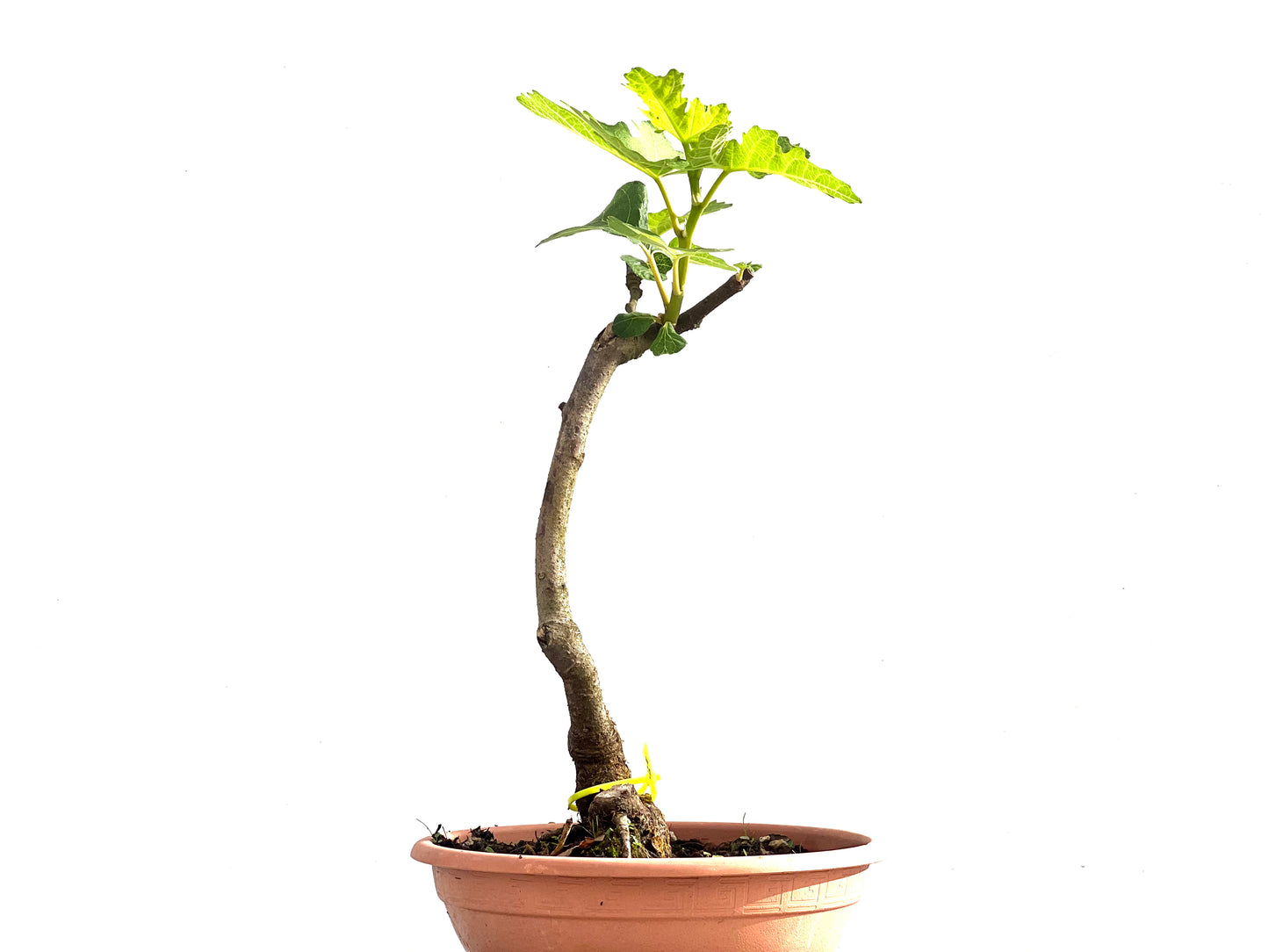 Ficus Carica 2514