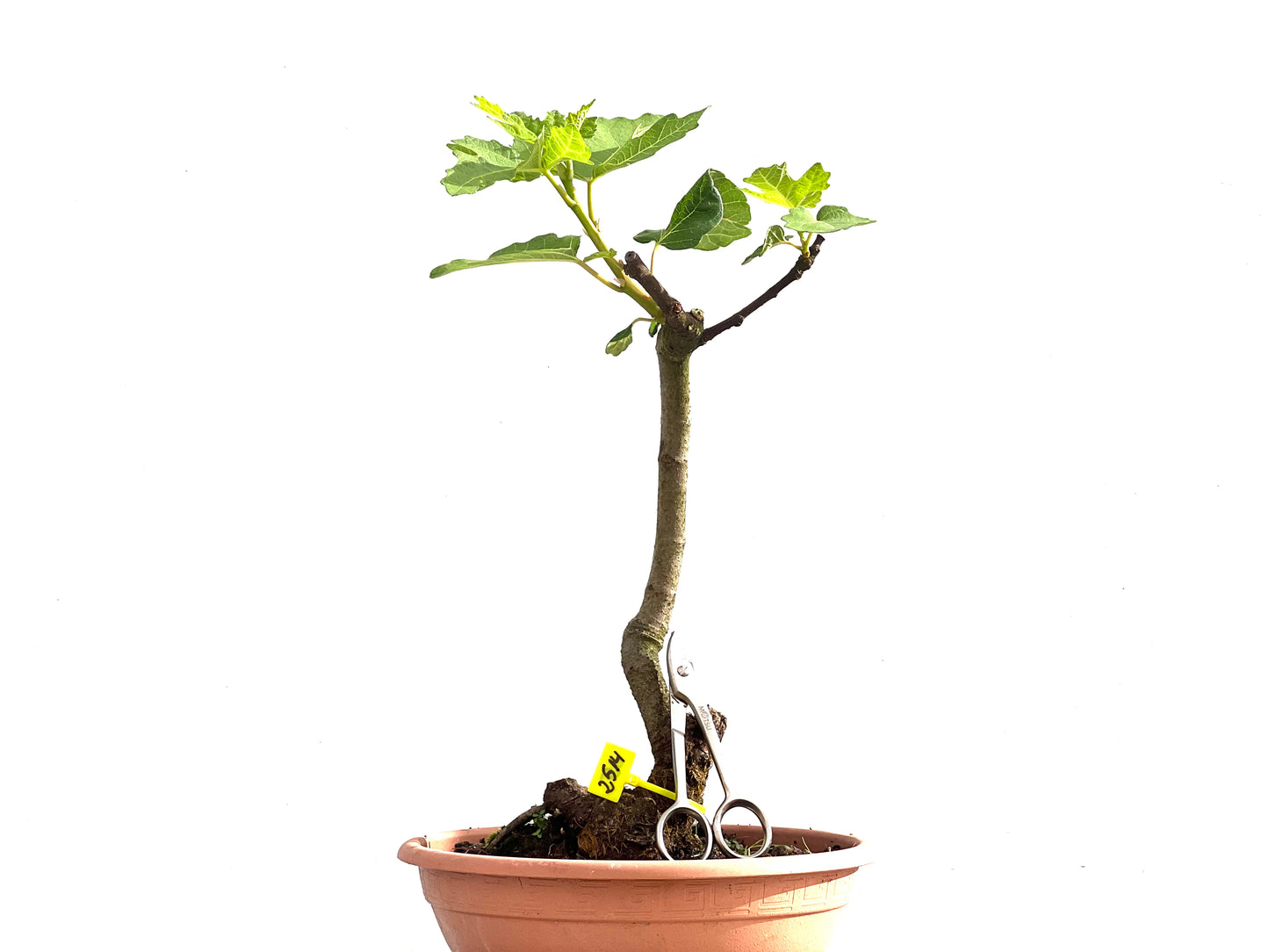 Ficus Carica 2514