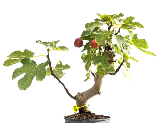 Ficus Carica 2515