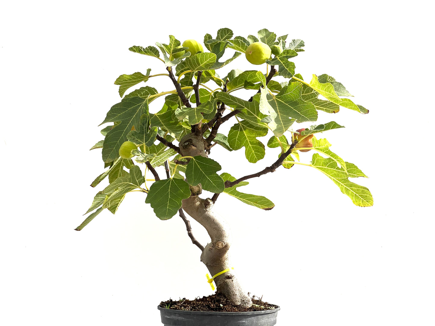 Ficus Carica 2515