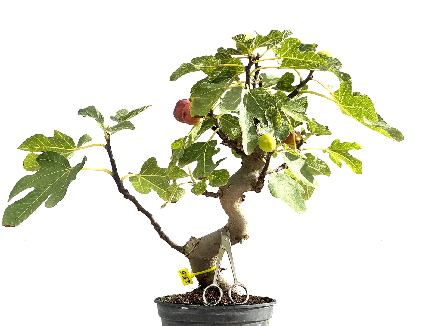 Ficus Carica 2515