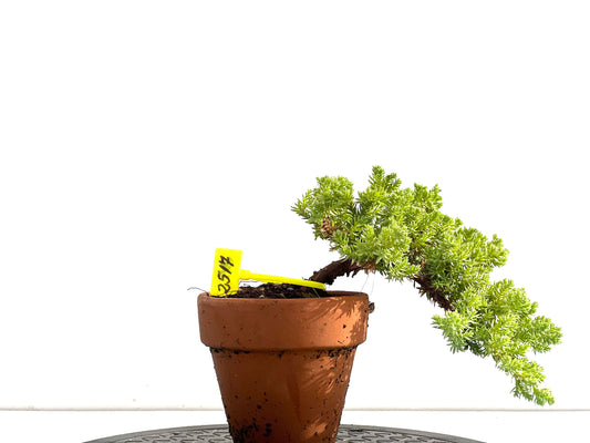 Juniperus Procumbens Nana 2517