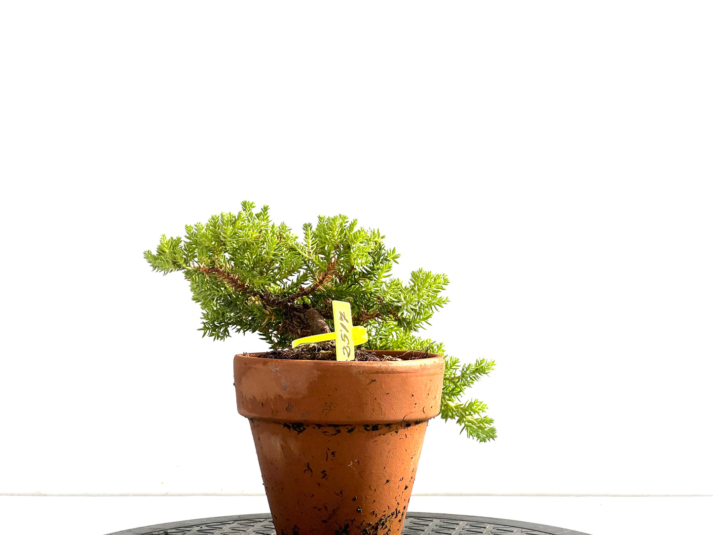 Juniperus Procumbens Nana 2517